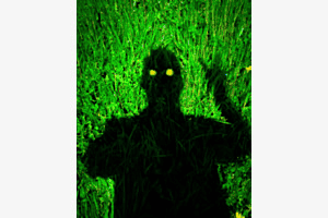 Löwenzahn Augen Löwenzahn Augen