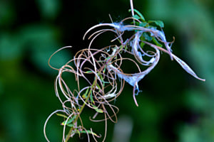 Pflanzen 3.