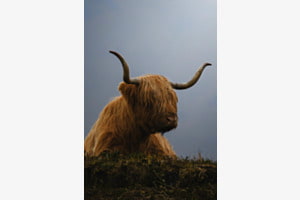 Scottish Highland Cow Scottish Highland Cow