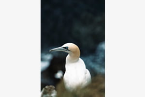 Basstölpel vor Meer Basstölpel vor Meer