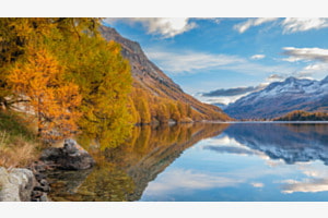 Goldene Lerchen am Silsersee