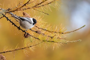 Tannenmeise im herbstlichen Gold