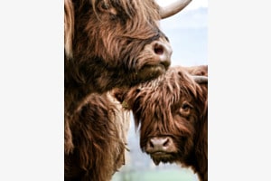 Highlands im Linthgebiet