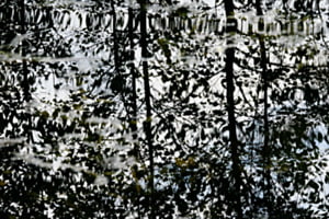 Blätterwellen