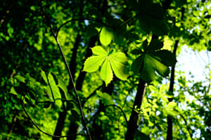 Urwald am Neuenburgersee