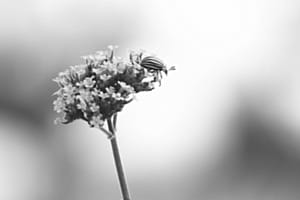 der Linierte...