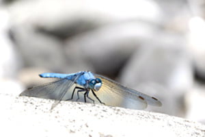 der Blaue