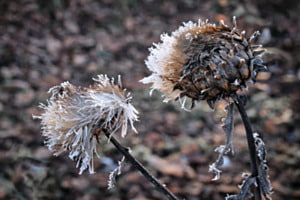 Frostige Artischocken