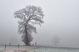 Morgenspaziergang im Nebel
