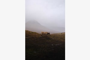 Deamon Cow Deamon Cow
