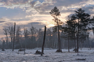 Morgenstimmung im Moor (Während eines Arbeitseinsatzes aufgenommen. Sonst ist der Zutritt strengstens verboten) Morgenstimmung im Moor (Während eines Arbeitseinsatzes aufgenommen. Sonst ist der Zutritt strengstens verboten)