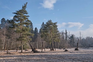 Morgenstimmung im Moor 3 (Während eines Arbeitseinsatzes aufgenommen.Sonst ist das Betreten strengstens verboten) Morgenstimmung im Moor 3 (Während eines Arbeitseinsatzes aufgenommen.Sonst ist das Betreten strengstens verboten)