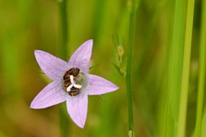 Wildbiene im Glockenblumen Bett