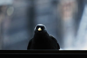 Besuch am Fensterbrett Besuch am Fensterbrett