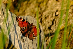 Kleines Auge