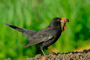 Der früheste Vogel fängt nicht nur einen Wurm