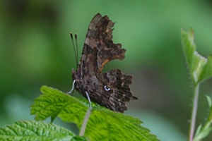 C-Falter