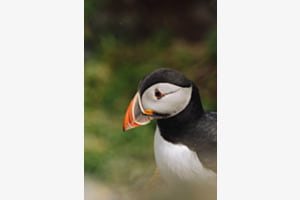 Puffin (Schottland)