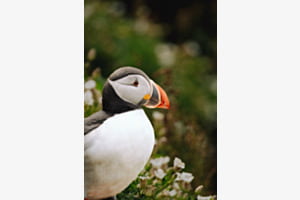 Puffin Portrait Puffin Portrait