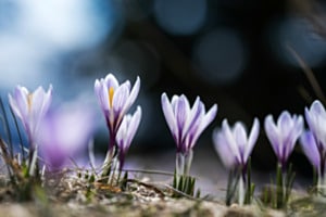 Frühlingsgefühle