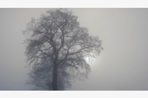 L'arbre et l'hiver