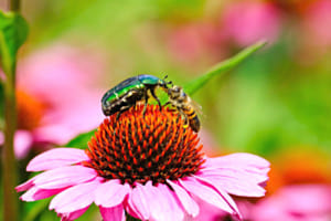 flower power...