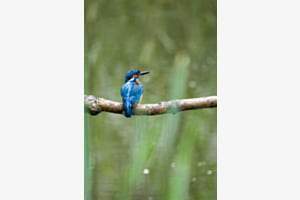 Kingfisher
