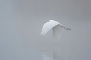 weiss...