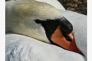 Höckerschwan