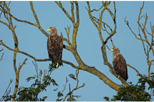 Seeadlerpaar bei Greifswald