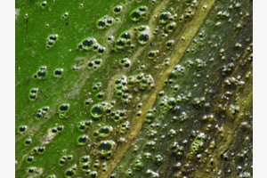 Klimawandel am Gülper See