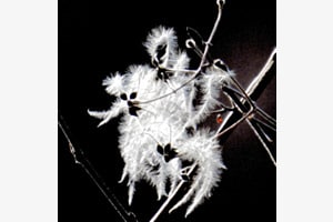 Clematis