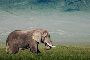 Ngoro Ngoro Ngoro Ngoro