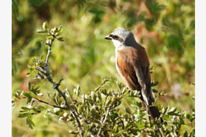 Wächter der Heckenlandschaft Wächter der Heckenlandschaft