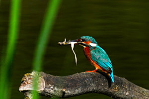 Eisvogel mit Frosch