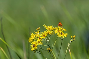 Dukatenfalter auf Sumpfgrieskraut