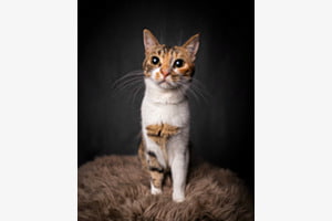 Katze im Studio