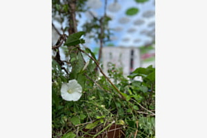 Green and white