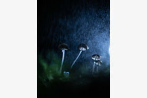 Flüstern im Regen