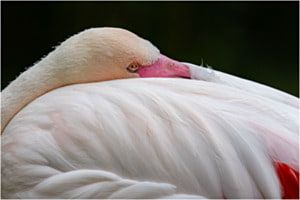 Flamingo Quedn