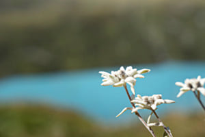 Edelweiss