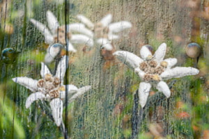 Geschüzte Blume