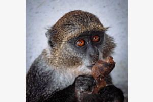 Ein wacher Blick