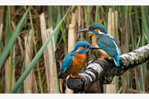 Eisvogel Pärchen