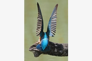 Eisvogel bunt