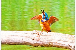 Danse