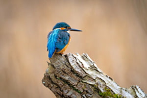 Eisvogel Eisvogel