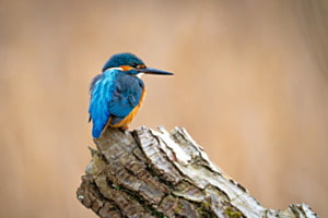 Eisvogel Eisvogel
