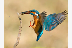 Eisvogel