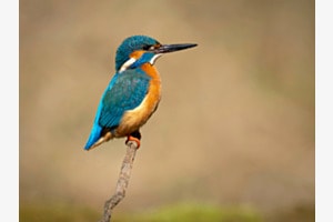 Eisvogel